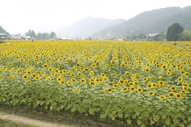 佐用町　ひまわり